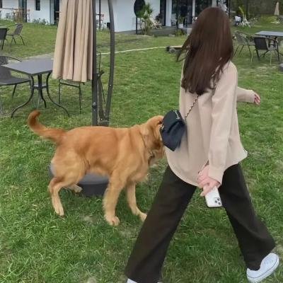 狗狗吸血鬼